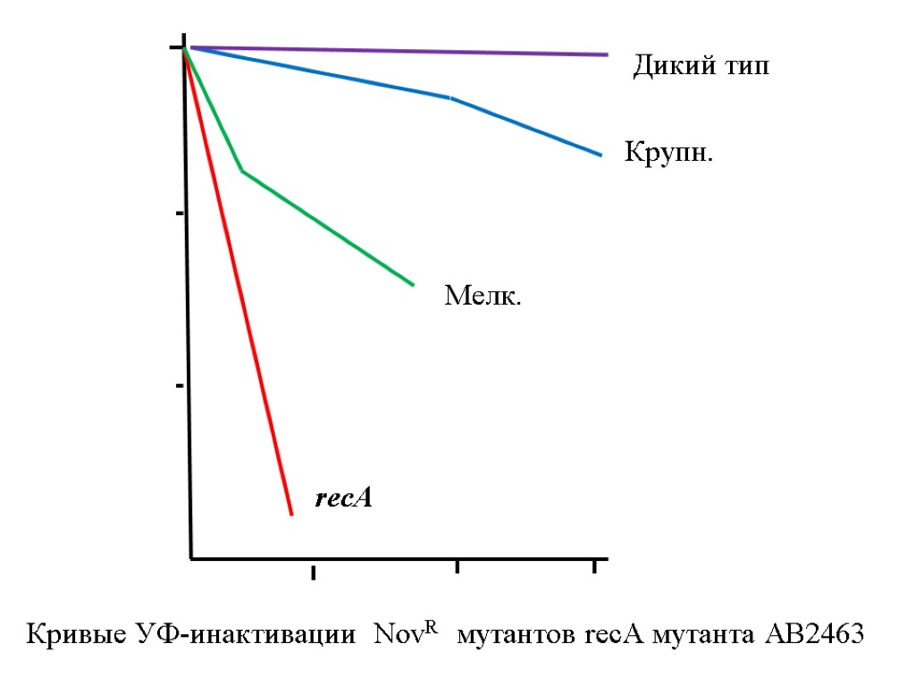 Кривые УФ-инактивации NovR мутантов recA мутанта АВ2463 recA Дикий тип Мелк. Крупн.